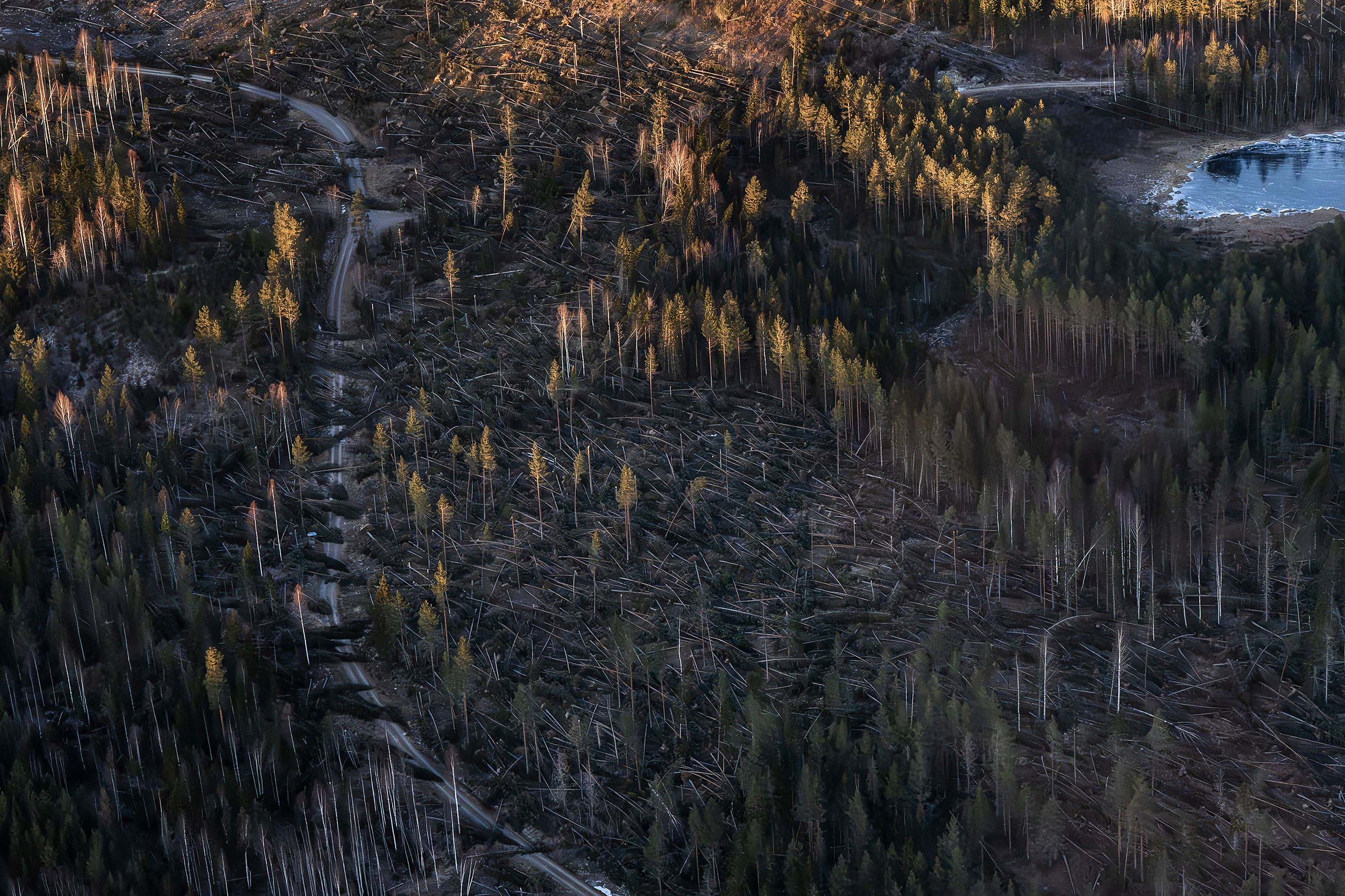 Flygbild visar mängder av träd som fallit i skogen