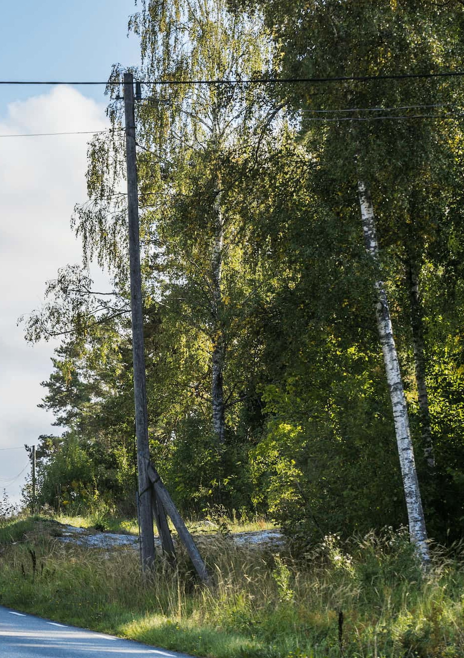 Träd nära elledning
