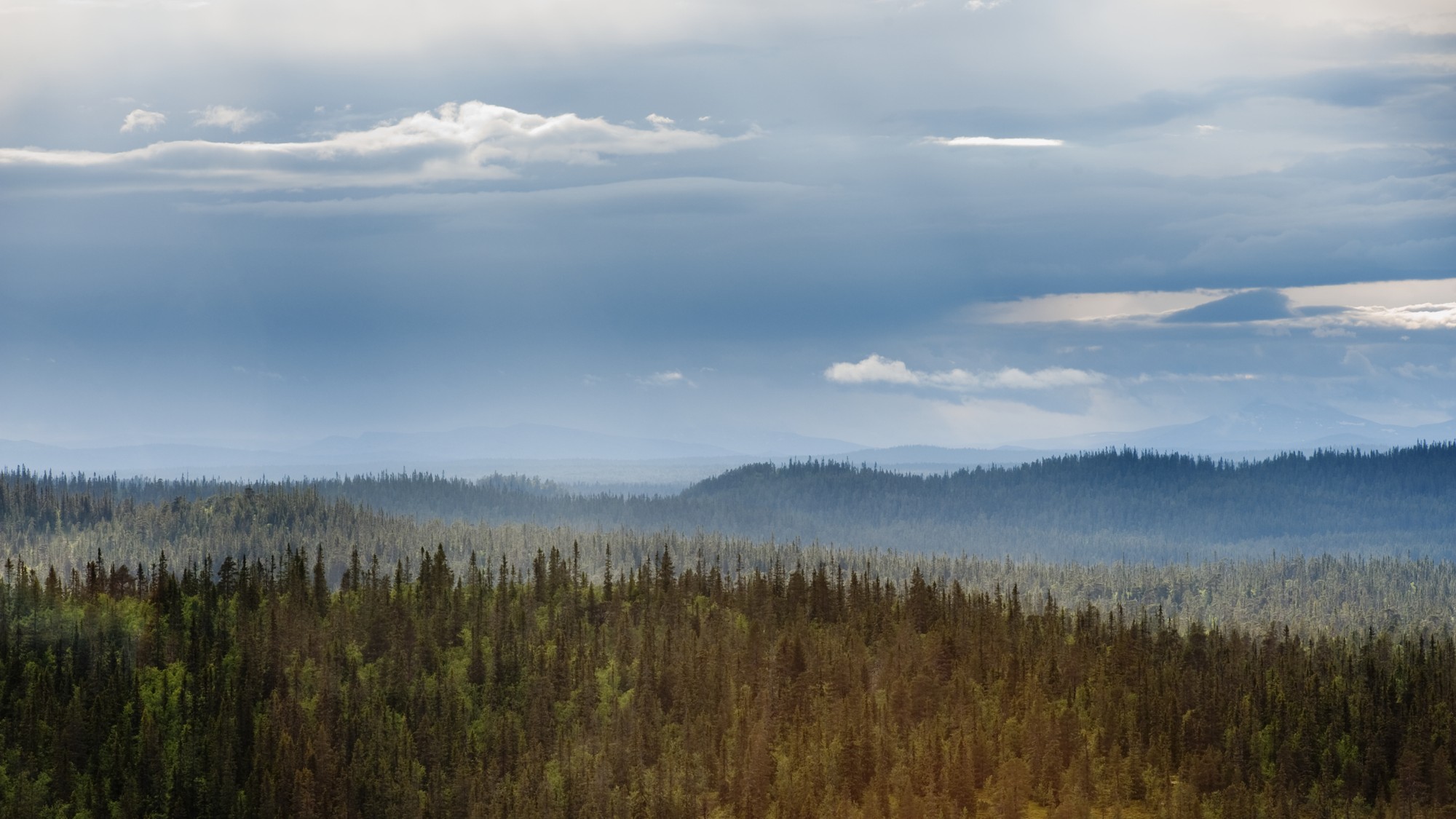En skog fylld med massor av träd under en molnig himmel.