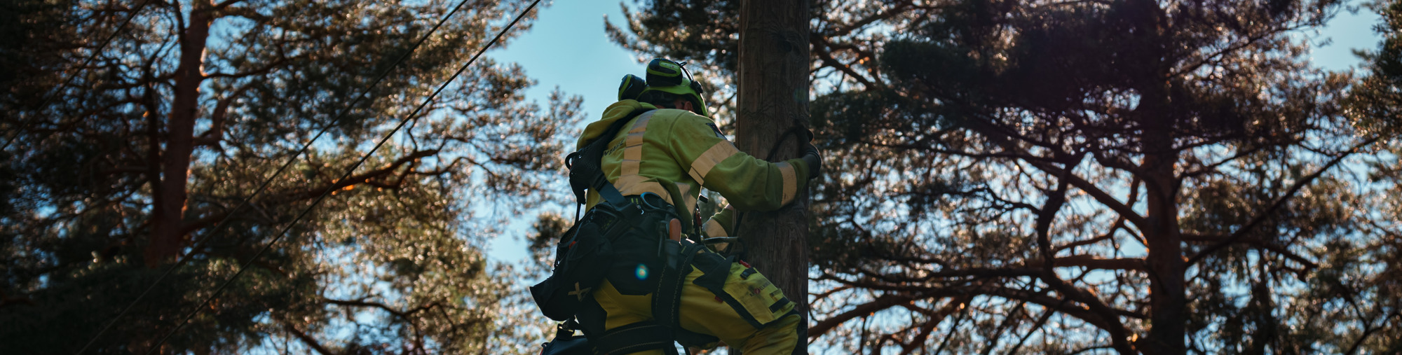 En tekniker klättrar upp i ett träd i skogen.