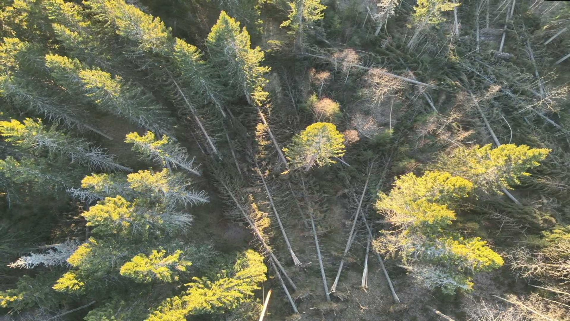 En flygbild av en skog med massor av träd.