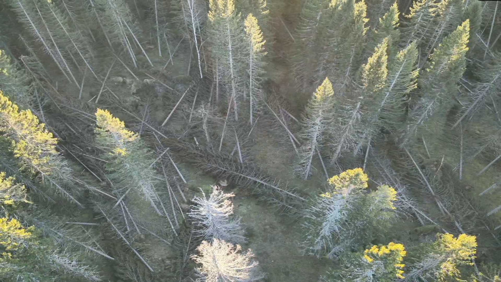 En flygbild av en skog med tr&auml;d som har fallit