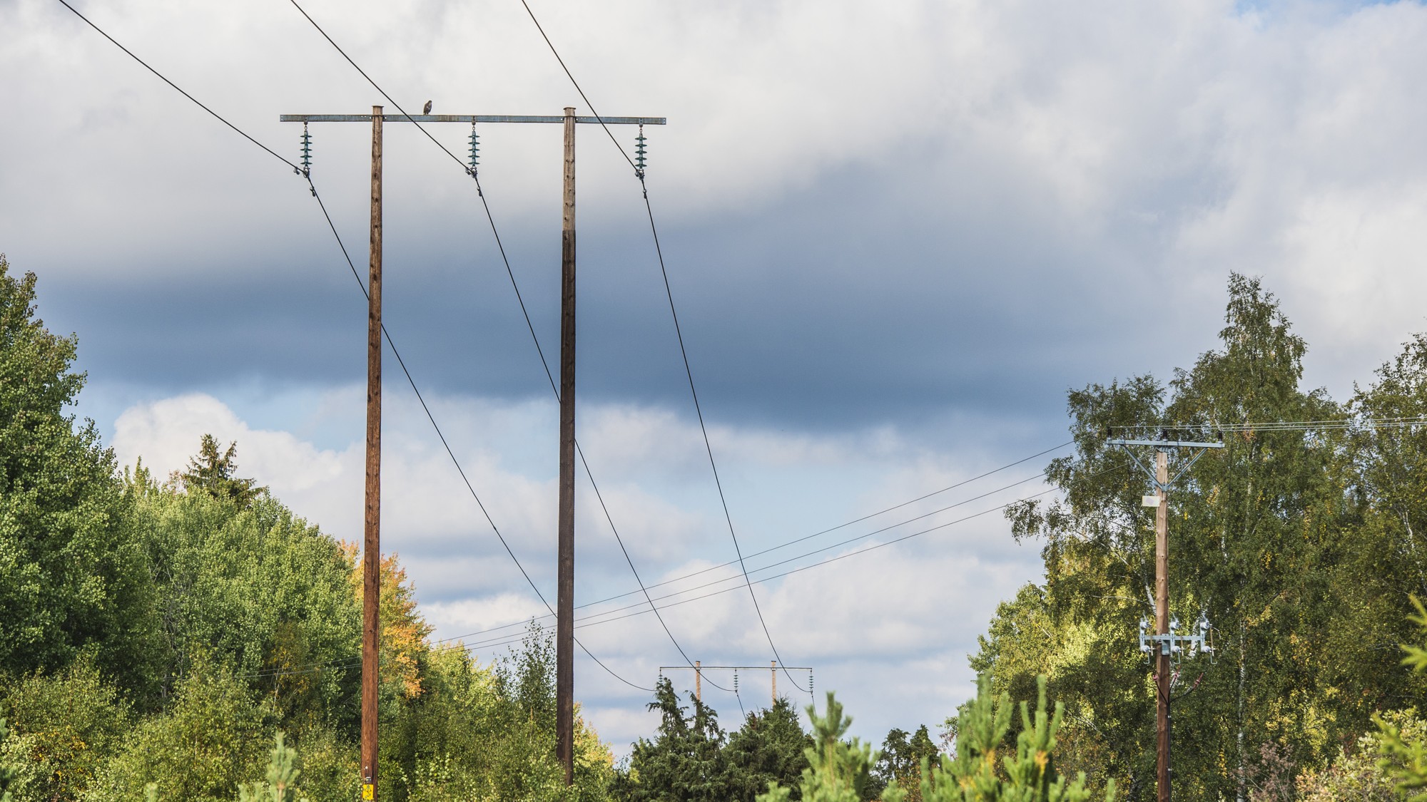 Kraftledningarna är ovanför träden på sidan av vägen.