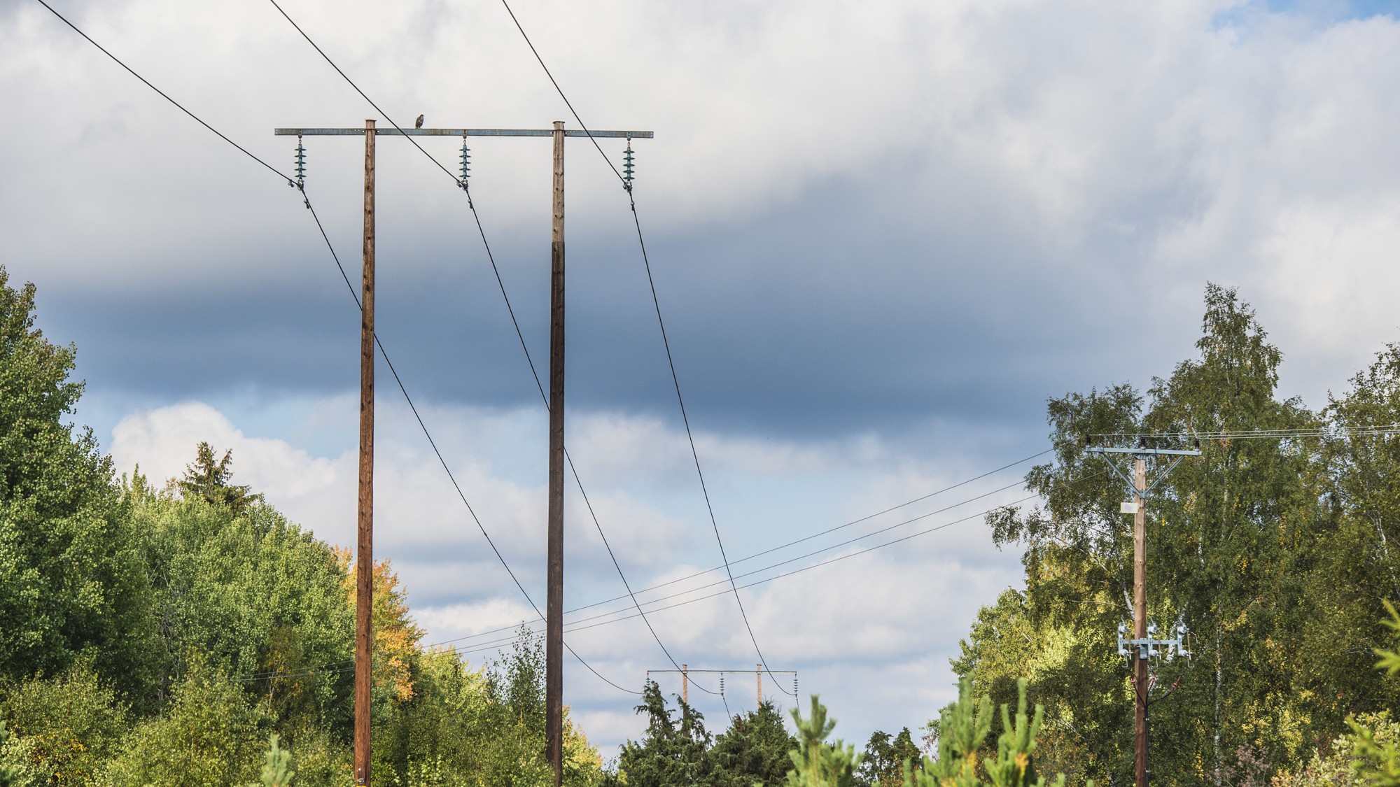 Luftledningar bland träd