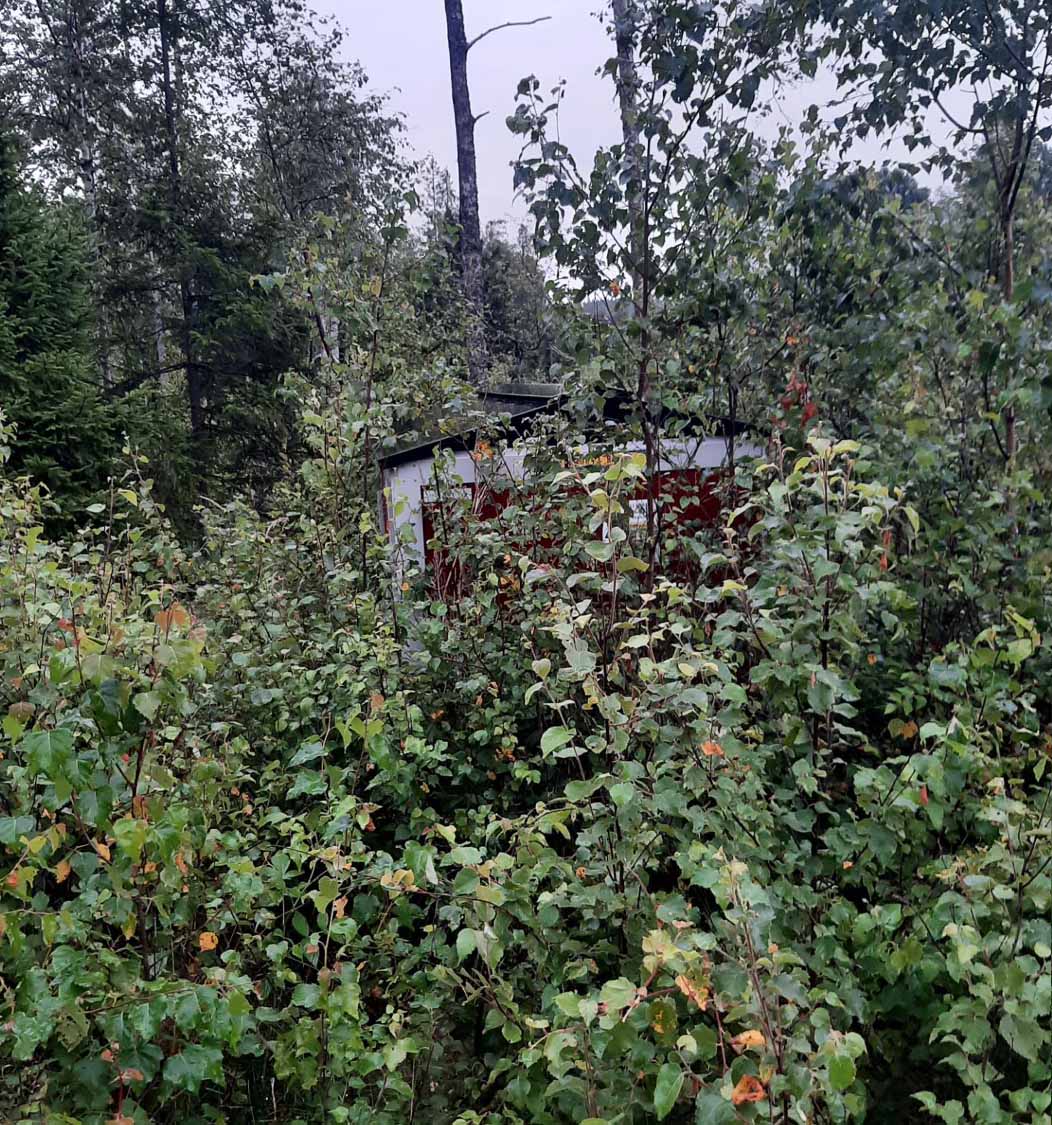 Nätstation - Denna nätstation har nästan blivit osynlig. I områden där växtligheten är hög kan det gå snabbt om man inte röjer.